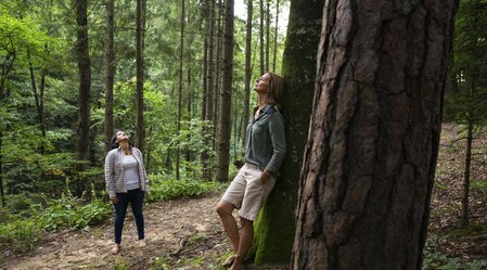 Time out in the forest | © Steiermark Tourismus | Punkt & Komma